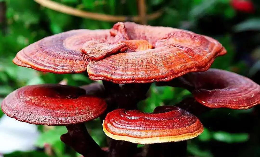 正處三伏天，靈芝孢子粉養(yǎng)生正當(dāng)時