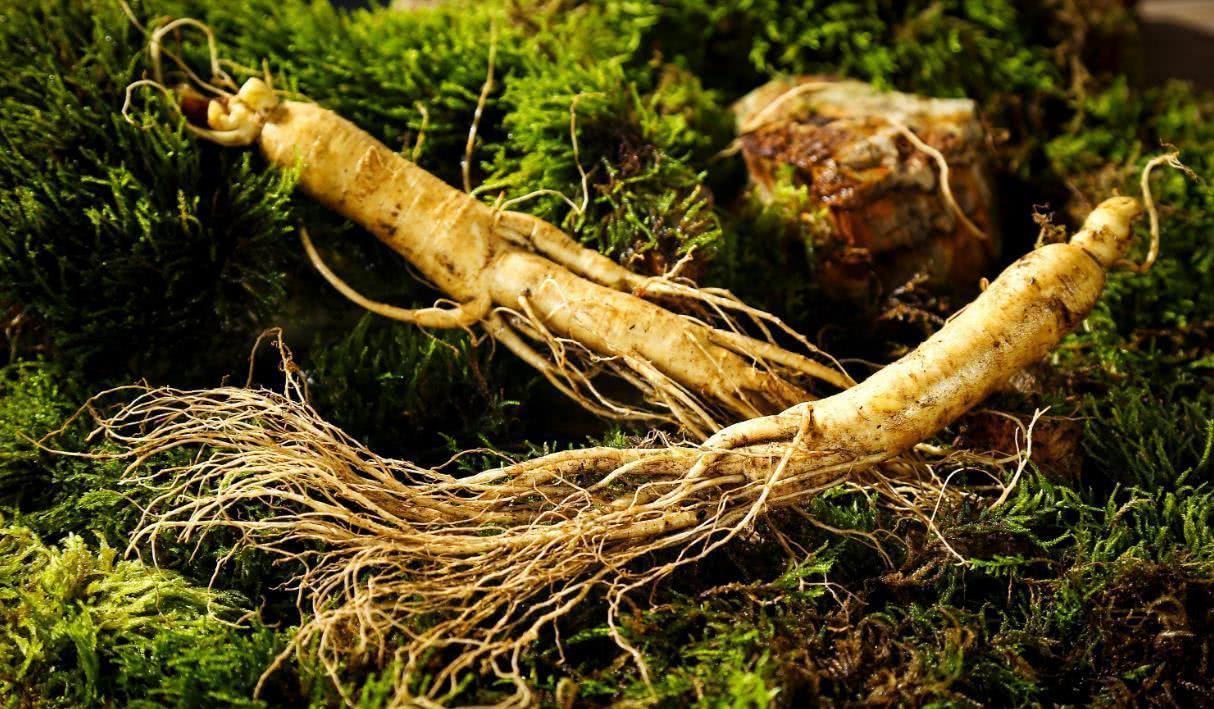 增強(qiáng)免疫，人參皂苷不能少