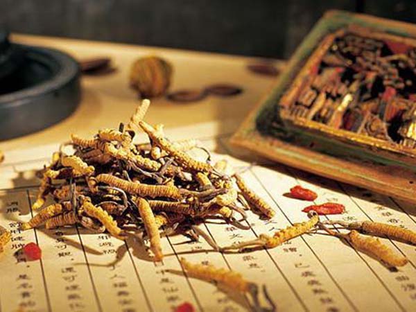 冬蟲夏草調理脂肪肝主要體現在哪