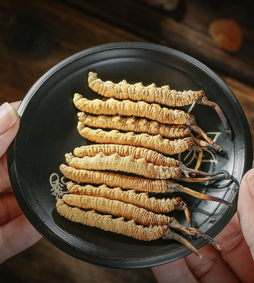 傳統醫(yī)學對冬蟲夏草的認知和應用