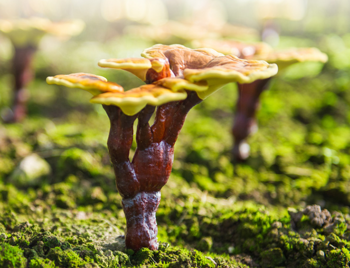 靈芝孢子粉對呼吸系統的作用