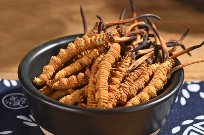 古今中外的研究：關(guān)于冬蟲夏草的研究