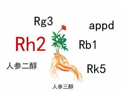 中藥人參皂苷的輔助作用，Rh2和Rg3都不錯(cuò)