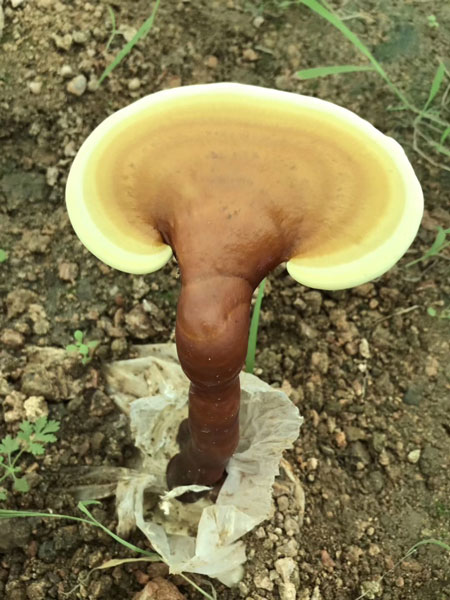 靈芝雖好，盡量不要和它們不能一起使用