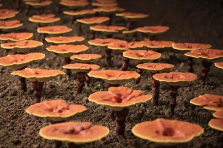 靈芝營養(yǎng)豐富是什么原因？看看它的生長環(huán)境就知道了