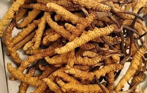 冬蟲夏草那么多種吃法，哪種才能發(fā)揮作用？