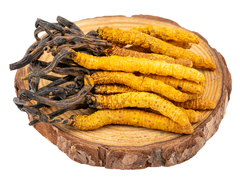 聽說蝙蝠蛾擬青霉與冬蟲夏草有關(guān)？是真的嗎