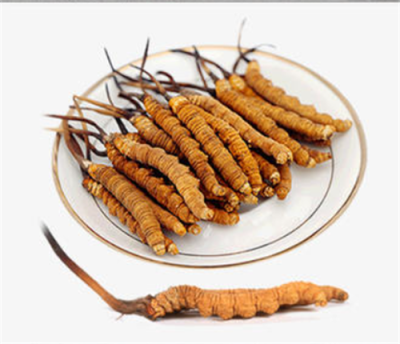 大自然真奇妙，蝙蝠蛾與蟲(chóng)草菌相遇，這就是冬蟲(chóng)夏草