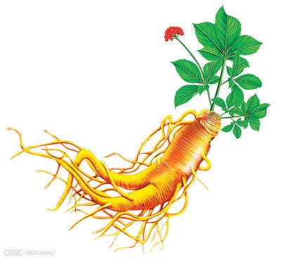 人參皂苷每天只吃一次，靠譜嗎？