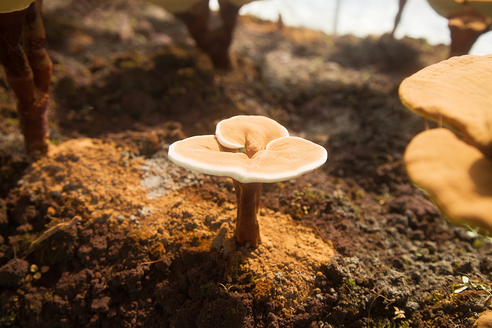 超過保質期的靈芝孢子粉還能吃嗎？