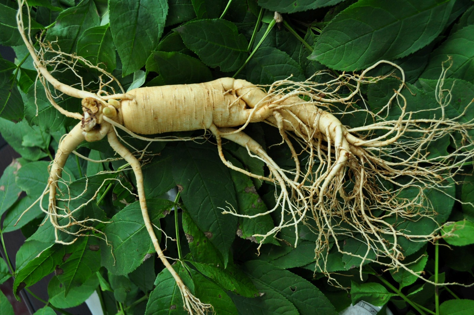 人參皂苷和人參皂苷粉是什么關系？