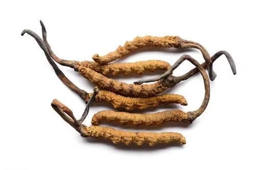 冬蟲夏草真的能抗癌嗎？