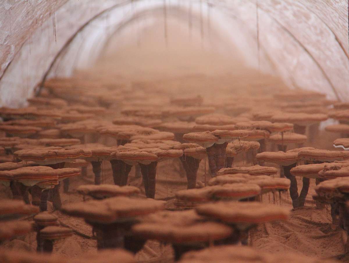 服用靈芝孢子粉的講究，了解一下