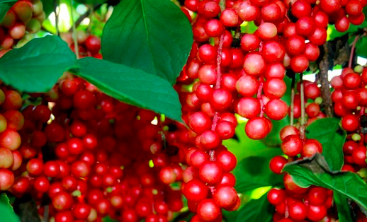 一藥補五臟，五味子很奇妙