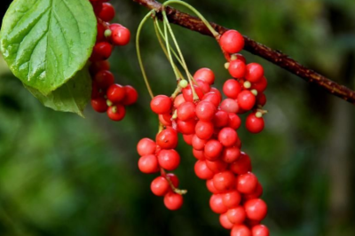 五味子具有保健作用，經(jīng)常吃，會(huì)有這些好處