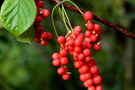 對于血壓較高的人來說，還可以多食用五味子！