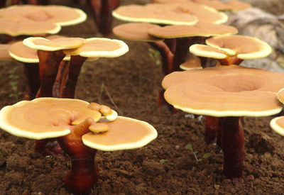 靈芝孢子粉每日用量公布！