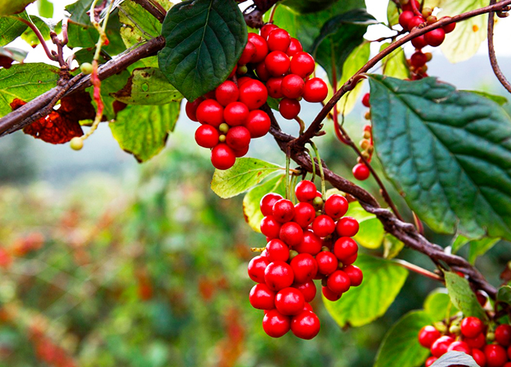 五味子：入五臟補氣，五行相生濟
