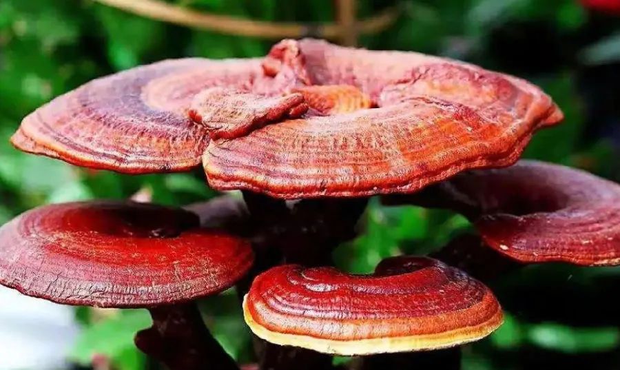 高品質(zhì)免疫力產(chǎn)品，靈芝孢子粉需要仔細(xì)挑選