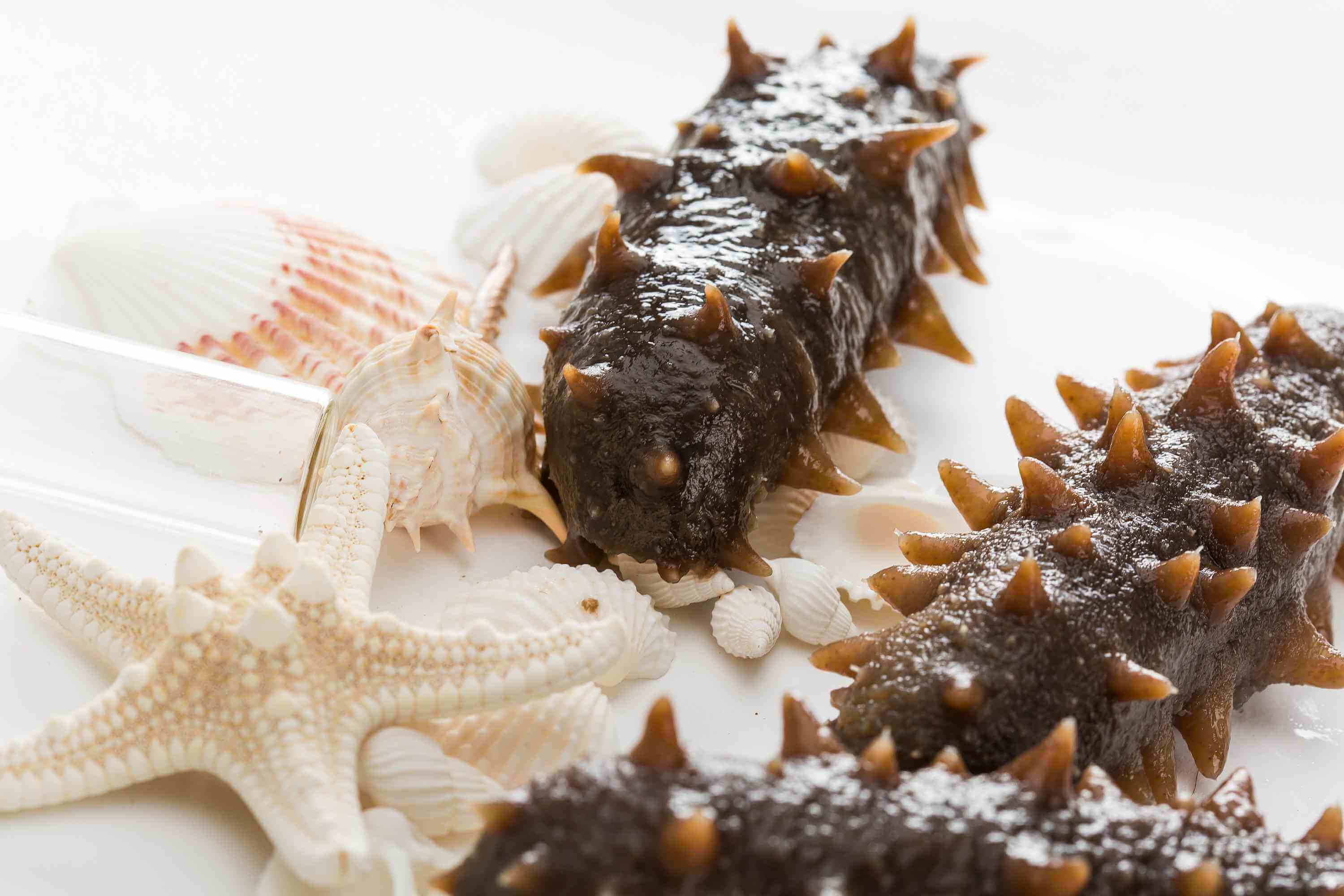 海參帶給人的好處，多種人群都能受益