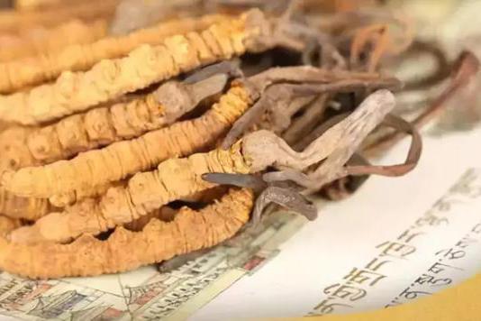 新鮮的冬蟲夏草的品質(zhì)受哪些因素的影響？