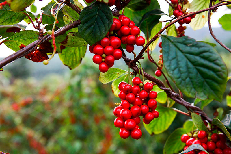 五味子：入五臟補氣，五行相生濟
