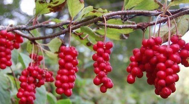 什么是五味子？