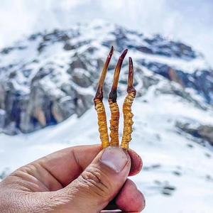 冬蟲夏草對(duì)腫瘤有哪些作用，你知道嗎？