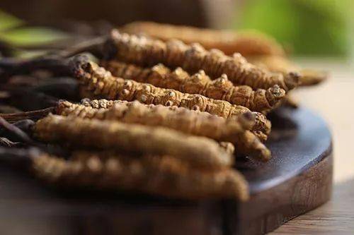 有4種人吃冬蟲夏草特別有作用！