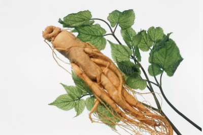 人參皂苷對肝臟有損傷嗎？科學(xué)數(shù)據(jù)說明一切